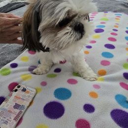 Bella - Shih Tzu