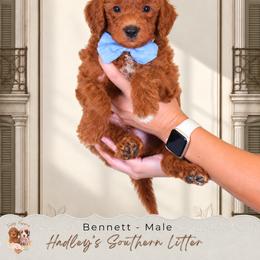 Bennett - Red  male Goldendoodle puppy in Norcross, Georgia from Teddy Puppies