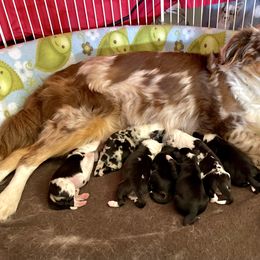 Aussiedoodle, Australian Shepherd, and Miniature Australian Shepherd Puppies from Bline's Awesome Aussies CA