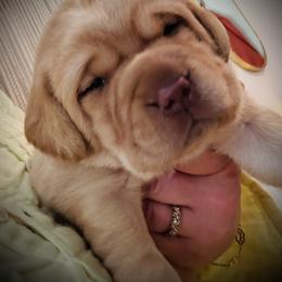 Jubilee-Light Pink Collar - Yellow female Labrador Retriever puppy in Penn Valley, California from Pleasant Valley Creekside Ranch, LLC