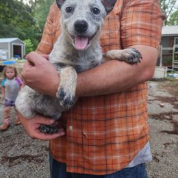 Girl 2 - Blue mottled female Australian Cattle Dog puppy in Bradford, Arkansas from Cedar Rock Heelers and Kelpies
