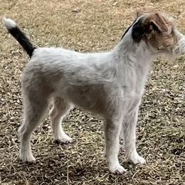 Russell Terrier Puppies from Acorn Ridge JRT