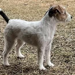 Russell Terrier Puppies from Acorn Ridge JRT
