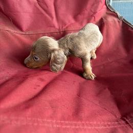 Benett - Fawn (isabella) and tan male Dachshund puppy in Conroe, Texas from Dots Dachshunds