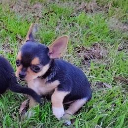 Lil Cuddle Bug - Black and tan male Chihuahua puppy in Weatherford, Texas from Small and Mighty Chihuahuas