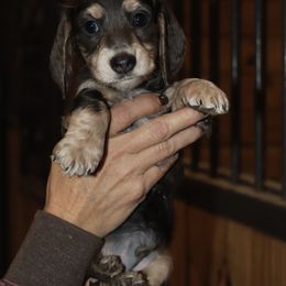 Dachshund Puppies from Boothe’s Dachshunds