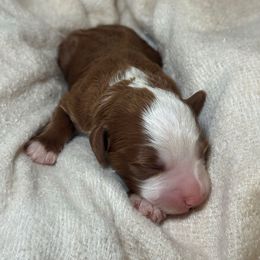 Bronco - Red male Bernedoodle puppy in Hillsboro, Oregon from Myt fine doodles