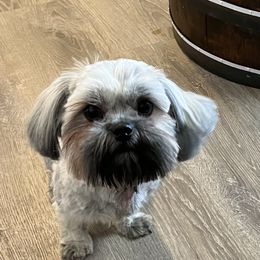 Bowie - Shih Tzu