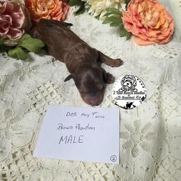 Brown Phantom - Brown male Bernedoodle puppy in Graham, Texas from 2 Rose Ranch Doodles