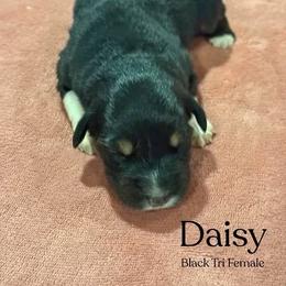 Daisy - Black tri-color female Australian Shepherd puppy in Columbia, Kentucky from Caywood Aussies