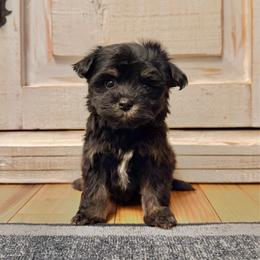 Female 2 - Black and tan female Havapoo puppy in Brooksville, Florida from Kruger Doodles