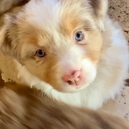Australian Shepherd, Miniature Australian Shepherd, and Toy Australian Shepherd Puppies from Hunt Farms Mini Aussies