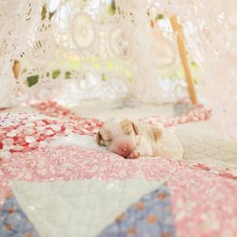 Poodle Puppies from Setting the Standard Poodles