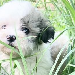 Havanese from Washington Havanese