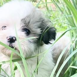 Havanese from Washington Havanese