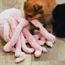 Pomeranian Puppies from Mayhew's Pomeranian Pups