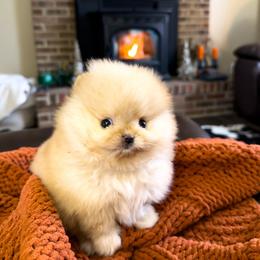Macaroon - Cream female Pomeranian puppy in Bethel, Ohio from J&A Poms