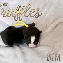 Truffles - Black tri male Miniature American Shepherd puppy in Olympia, Washington from Shamayim Shepherds