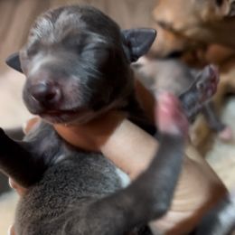 Cranberry - Blue female Italian Greyhound puppy in Southwest Florida, Florida from Woofford Italian Greyhounds