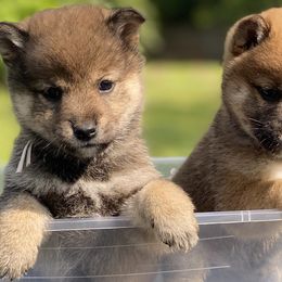 Finnish Lapphund and Shiba Inu Puppies from Timberwood Paws