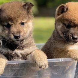 Finnish Lapphund and Shiba Inu Puppies from Timberwood Paws