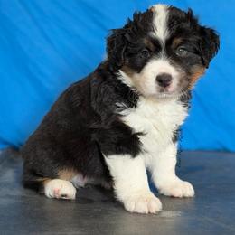 Green collar - Black tri female Miniature American Shepherd puppy in Pueblo West, Colorado from Bear River Ranch LLC