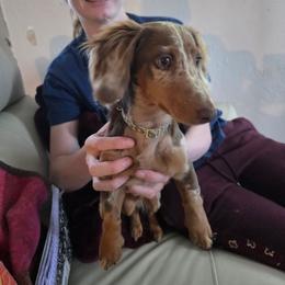 Frankie - Dapple male Dachshund puppy in Declo, Idaho from Dozendachs
