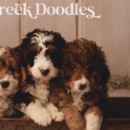 Bernedoodle Puppies from Country Creek Doodles