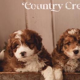 Bernedoodle Puppies from Country Creek Doodles