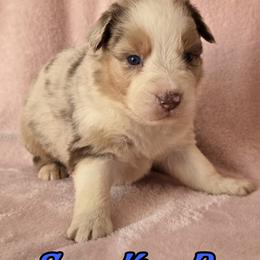 SnowKing - Red merle male Australian Shepherd puppy in Albion, Michigan from Northern Lights Aussies (NL Aussies)
