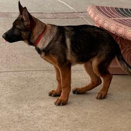 Ruby - Black and tan female German Shepherd puppy in Anaheim, California from Hanan's German Shepherds