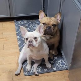 French Bulldogs from Wild West Frenchies