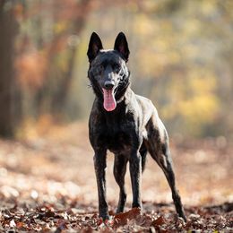 Dutch Shepherd puppies from Bluestone Creek Dutch Shepherds