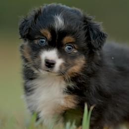 Sirene - Black tri female Toy Australian Shepherd puppy in Hartman, Arkansas from Southern Edition Aussies