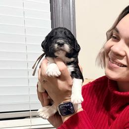 Frosty (Brown Band) - Tri-color male Labradoodle puppy in Plainfield, New Jersey from Caris Paws Poodles and Labradoodles