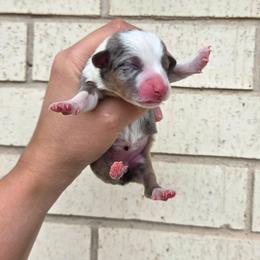 Jenga - Blue merle and white female American Corgi puppy in Midway, Arkansas from Wildlings & Wild Things Homestead