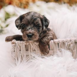 Blue Boy F1B Mini Goldendoodle - Merle male Goldendoodle puppy in Mckinney, Texas from Doodles of North Tx