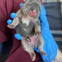 French Bulldog Puppies from Boone county frenchies