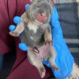 French Bulldog Puppies from Boone county frenchies