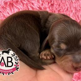 Shania - Chocolate and cream female Dachshund puppy in Mesquite, Texas from AB Dachshund