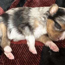 Sage - Blue merle female Australian Shepherd puppy in Hico, Texas from Chisholm Trail Kennels