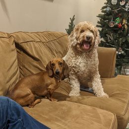 Dachshund All Grown Up from Koser’s Miniature Dachshunds