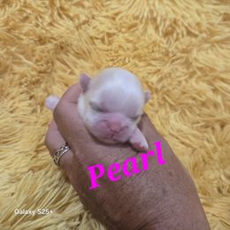 Pearl - Gold and white female Shih Tzu puppy in Florida from 1st Passion Shih Tzus