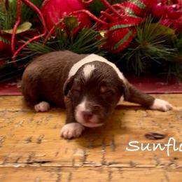 Sunflower - Brown and white female Aussiedoodle puppy in Cartersville, Georgia from Simply Blessed Doodles