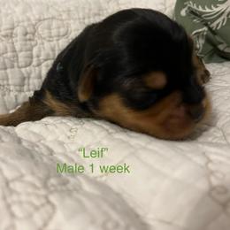 Leif - Black and tan male Yorkshire Terrier puppy in Forest, Virginia from Majestic Touch Kennels and Pet Services