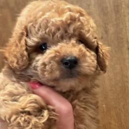 ZACH - Apricot male Poodle puppy in Orlando, Florida from Denise’s Puppies