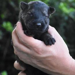 Green Collar Sable male - Sable male German Shepherd puppy in Mariana, Florida from Haus M Godwin