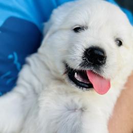 Golden Retriever and Labrador Retriever Puppies from Golden Bundles