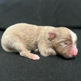 Boy 2 - Red merle male Miniature Australian Shepherd puppy in Lubbock, Texas from Reveille awesome aussies