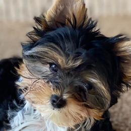 Yorkshire Terriers from CAMDEN Parti Puppies-Colorado Parti Yorkies